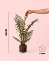 Helecho Arborescente - Cyathea tomentosissima M