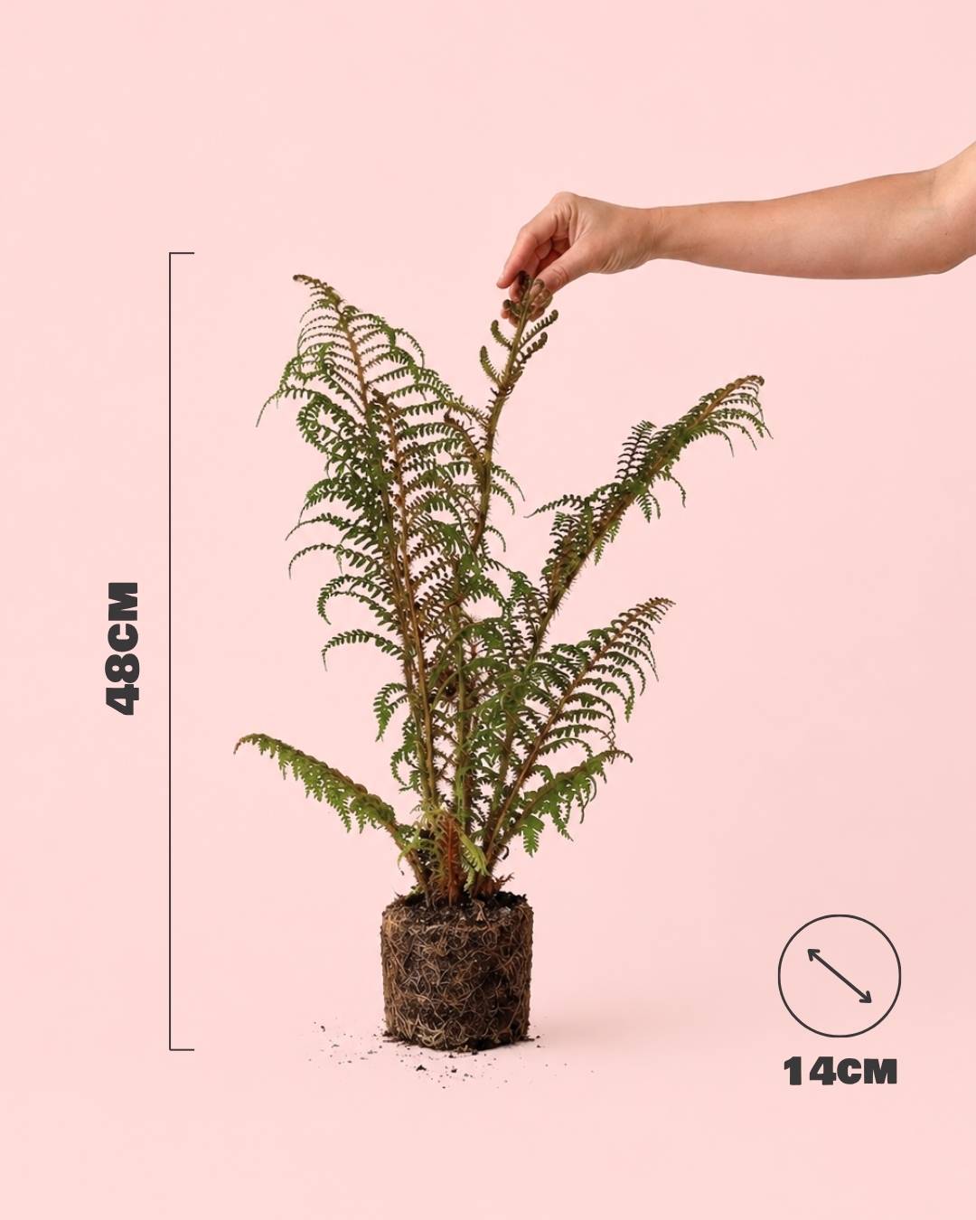 Helecho Arborescente - Cyathea tomentosissima M