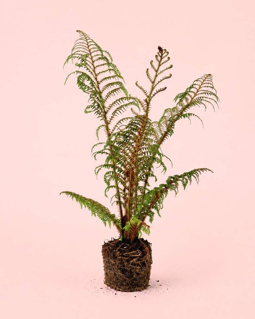 Cyathea tomentosissima - Helecho Arborescente M