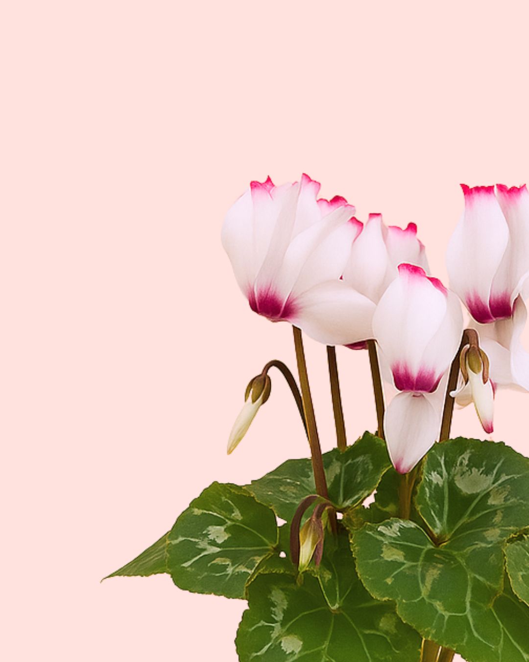 Cyclamen-Victoria-Blanco-y-Rosa-Mini-detalle