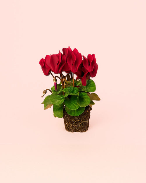 Cyclamen rojo-mini