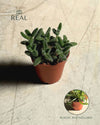 Delosperma Echinatum Mini