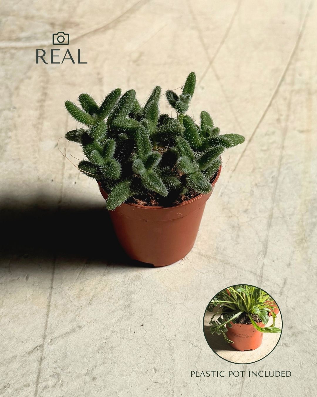 Delosperma Echinatum Mini