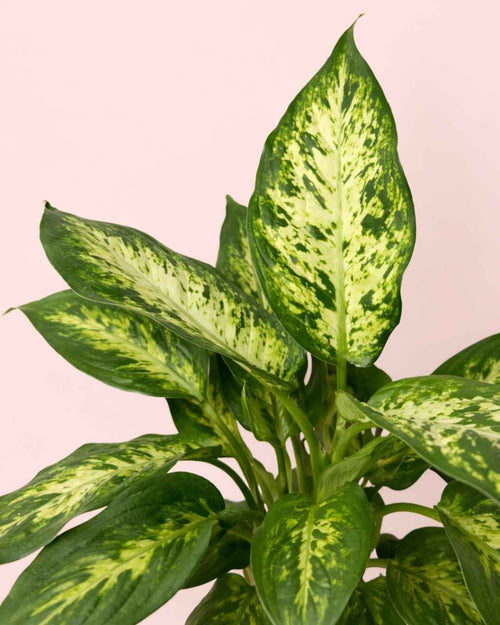 Dieffenbachia-Camille-detalle