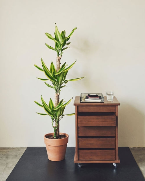Dracaena Fragans Tronco Brasil Context