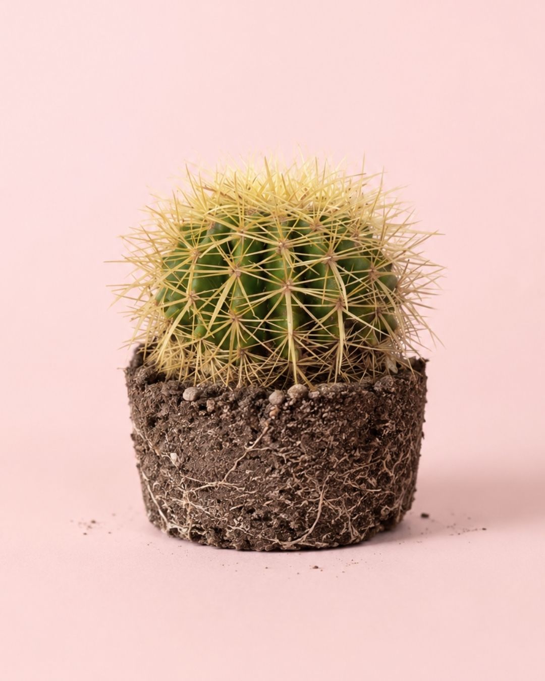 Cactus Asiento de Suegra