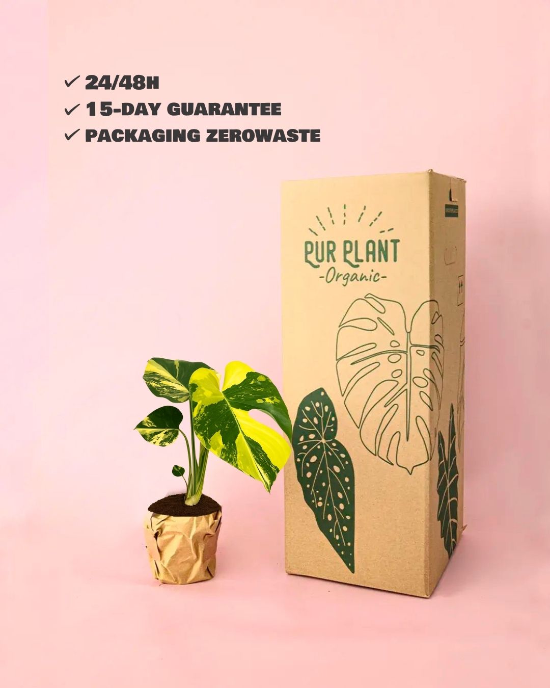 monstera aurea packaging