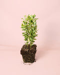 Euonymus Japonica Marieke M