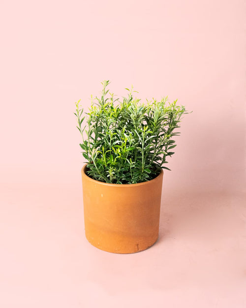 Euonymus japonicus 'Microphyllus Albovariegatus maceta