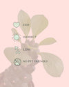 Euphorbia-Monadenium-care