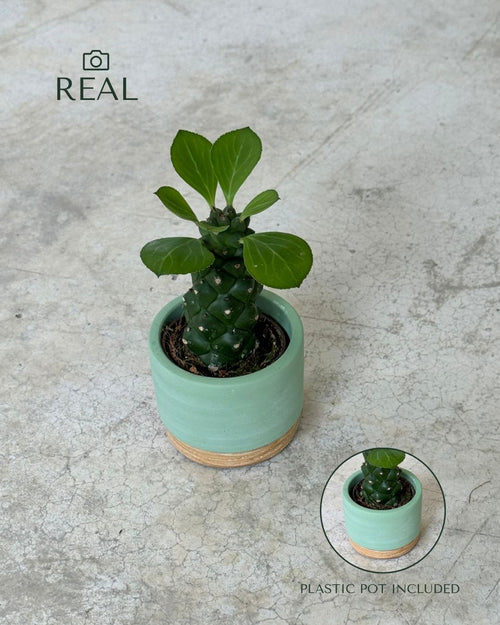 Euphorbia-Monadenium-real