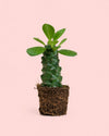 Euphorbia-Monadenium