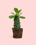 Euphorbia Monadenium Mini + Maceta Cerámica