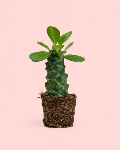 Euphorbia Monadenium Mini + Maceta Cerámica