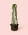 Euphorbia Cactus Variegado M