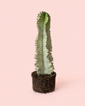 Euphorbia Cactus Variegado M