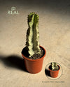 Euphorbia Cactus Variegado M real