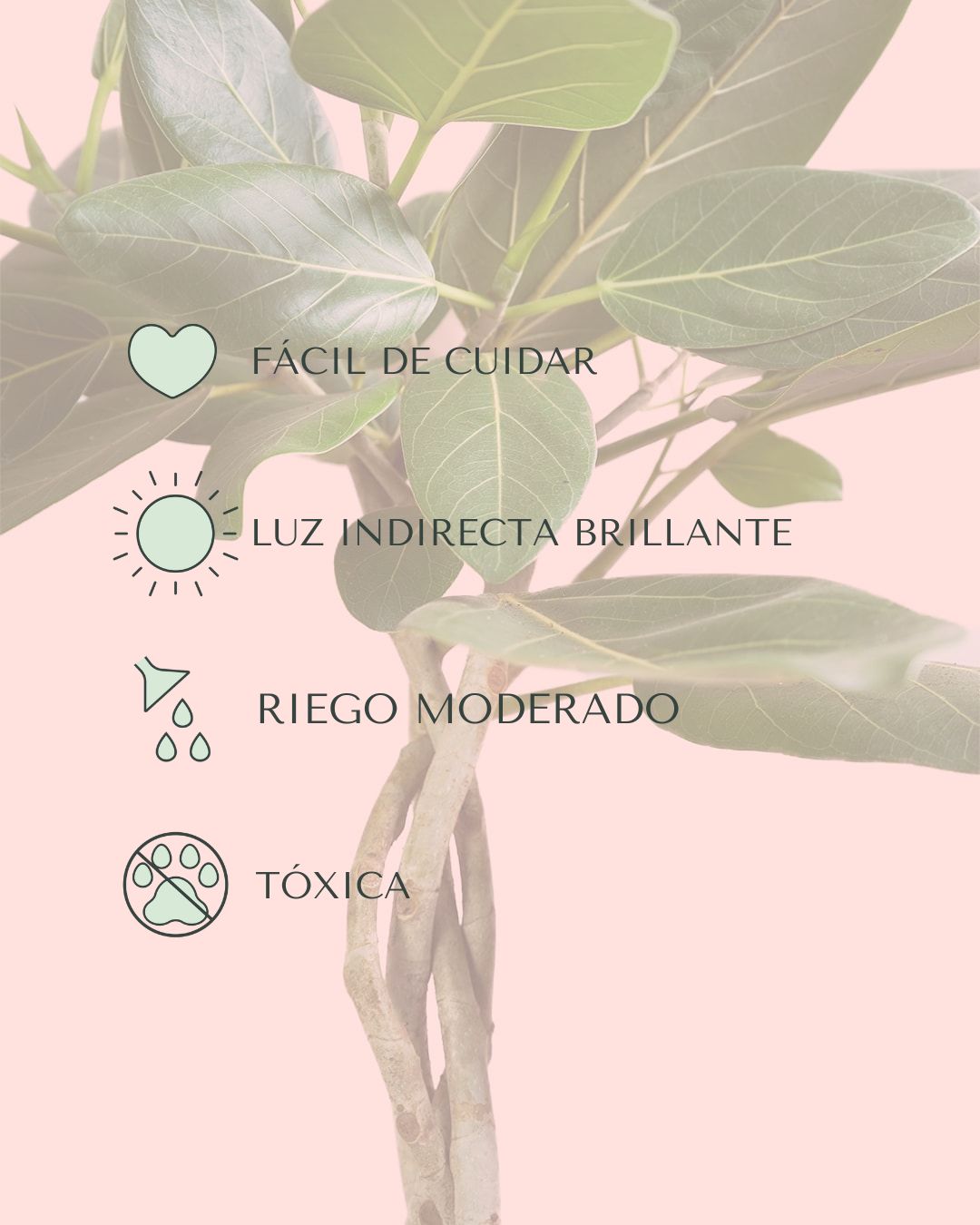 Ficus Benghalensis Audrey Trenzado cuidados