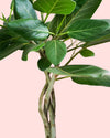Ficus Benghalensis Audrey Trenzado hoja