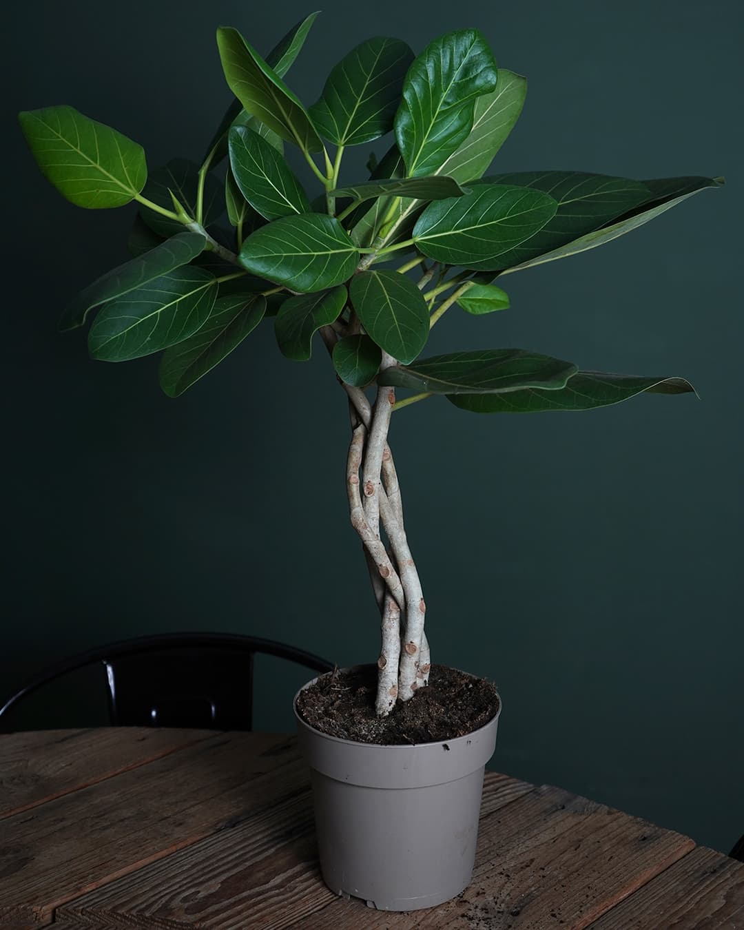 Ficus Benghalensis Audrey Trenzado real