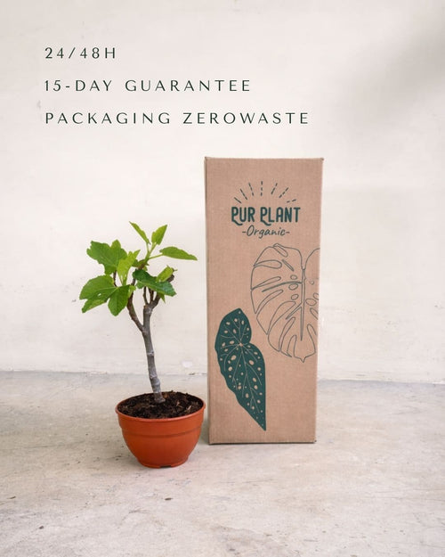 Higuera Bonsai - Ficus Carica