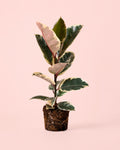 Ficus Elástica Tineke L