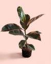 Ficus Elástica Belize M, árbol del caucho variegado de interior de Pur Plant