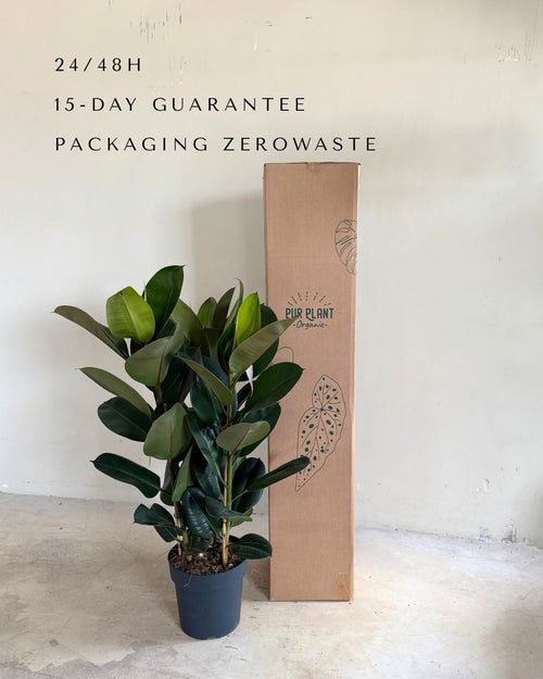 Ficus Elástica Robusta XL packaging