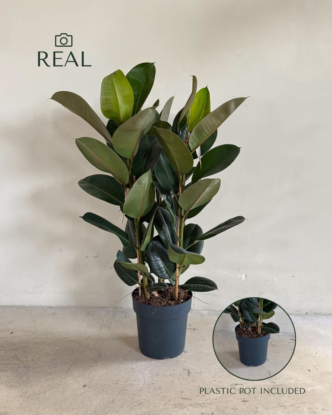 Ficus Elástica Robusta XL real