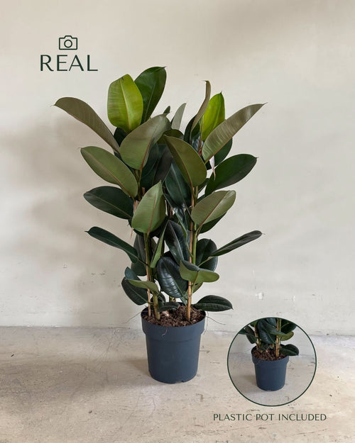 Ficus Elástica Robusta XL real