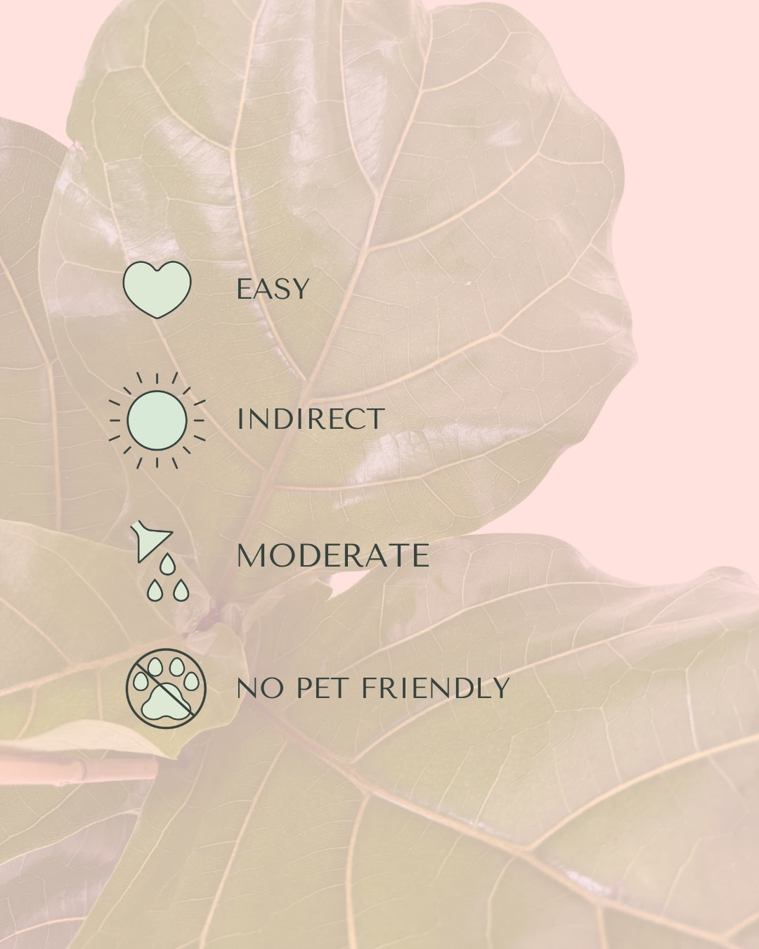 Ficus Lyrata XL care
