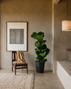 Ficus Lyrata XL context