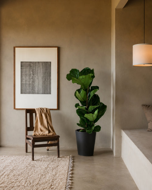 Ficus Lyrata XL context