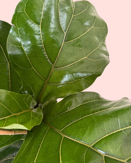 Ficus Lyrata XL detail