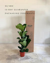 Ficus Lyrata XL packaging