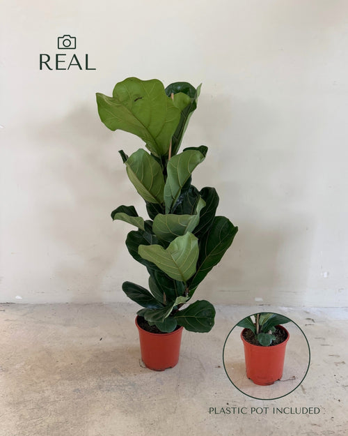 Ficus Lyrata XL real