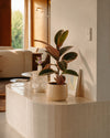 Ficus elastica Belize M context