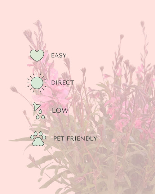 Gaura Rosa M
