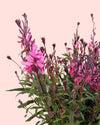 Gaura Rosa M