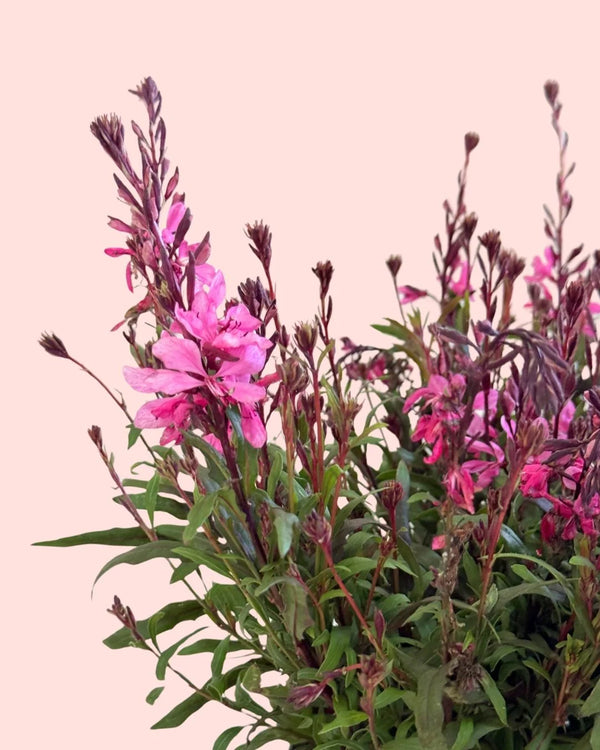 Cuidados Plantas Gaura