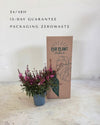 Gaura Rosa M