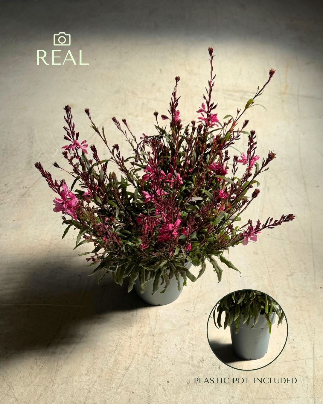 Gaura Rosa M