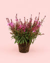 Gaura Rosa M