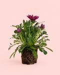 Gazania - Flor del Tesoro Mix M