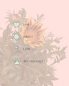 Gazania - Flor del Tesoro Mix M