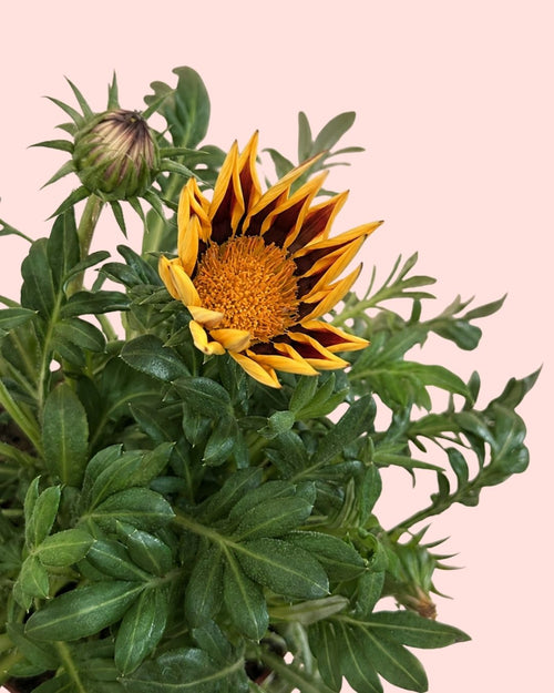 Gazania - Flor del Tesoro Mix M