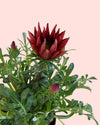 Gazania - Flor del Tesoro Mix M