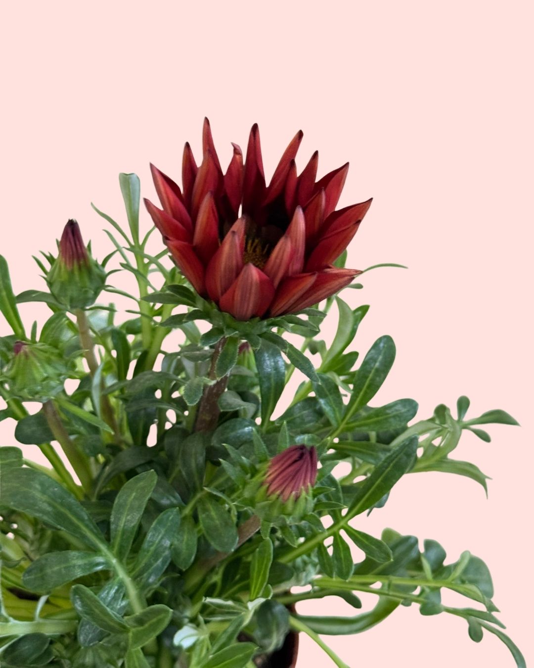 Gazania - Flor del Tesoro Mix M