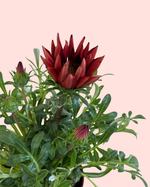 Gazania - Flor del Tesoro Mix M