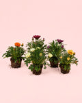 Gazania - Flor del Tesoro Mix M